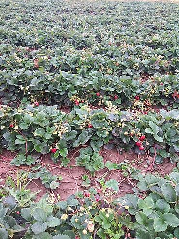 Другие специальности: Жумушчулар керек ; жумуш дыйканчылык,Клубника,малина — 5