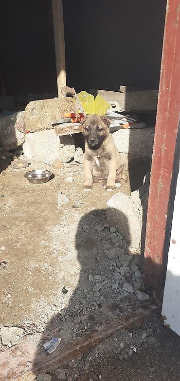 İtlər: Kanqal, 1 ay, Erkek — 7