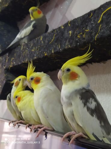 Tutuquşları: SALAM ENDİRİMLƏRƏ DAVAM. 💥🔥.HAZIR DANIŞAN QUŞLAR SATILIR!!!!!! Yaş — 6