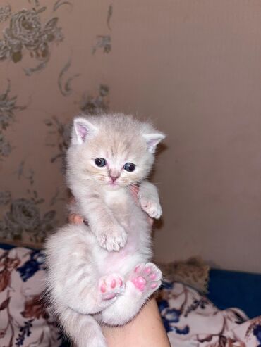 Pişiklər: Şotland yastı qulaq, Erkək, Dişi, Yaxşı əllərə, Ünvandan götürmə, Ödənişli çatdırılma, Rayonlara çatdırılma — 12