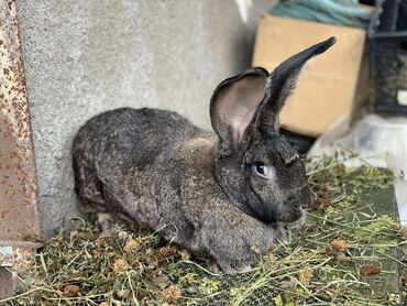 дома для кошек: Сатып алам | Бакма коёндор | Өзү алып кетүү