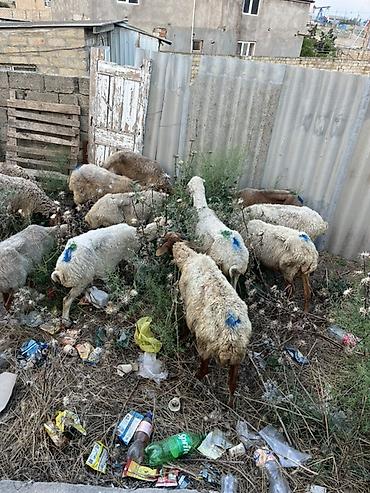 jersey cinsi: Qoyun sürüsü – yerli cins qarışığı - Təyinat: ət və damazlıq üçün — 1