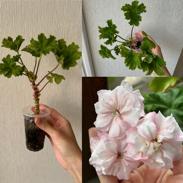 Другие комнатные растения: 1. В продаже детка пеларгонии Леона Галактика, цветет крупными нежными
