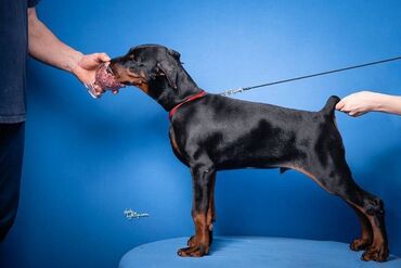 Psi: GROM Doberman Kennel predstavlja stenad iz linijskog parenja Pride of — 7