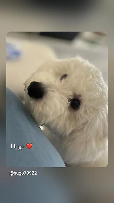 ovčari psi: Beli pahuljasti pas – verovatno Bichon/pudl tip – bele kovrdžave — 3