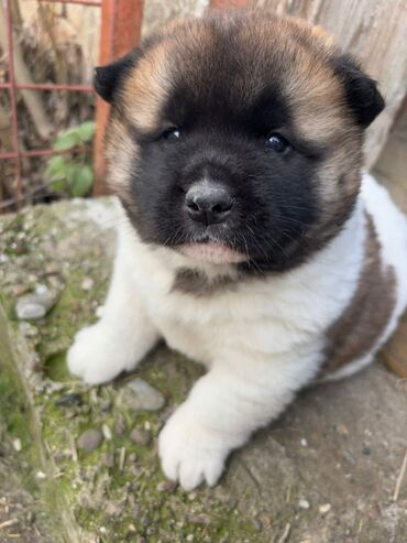 pomeranian boo cena: Na prodaju štenci Američke Akite. Oštenjeni 01.01.2025, za preuzimanje