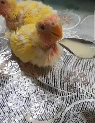 tutuqusu yemi: Tutuquşu balalarının əllə bəsləmə maması.Tutuquşu balalarını şprislə — 4