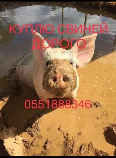 парки бишкек: Куплю свиней на базары города Бишкек. ДОРОГО. В любом количестве. На