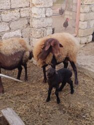 Qoyunlar, qoçlar: Yanı balalı 3 dənə qala cinsi qoyunlar və bir yerli qoyun satılır -da lalafo.az — 8 Qoyunlar, qoçlar: Yanı balalı 3 dənə qala cinsi qoyunlar və bir yerli qoyun satılır — 8