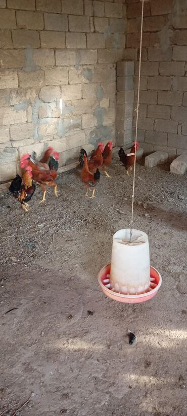 Xoruzlar: Xoruzlar satılır — 8