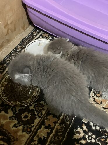 Gəmiricilər: Şotland yastı qulaq, Erkək, Dişi