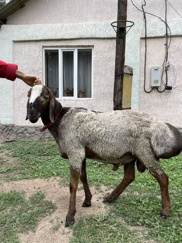 куплю домашнее животное: Продаю | Баран (самец) | Арашан | Для разведения | Племенные, Осеменитель