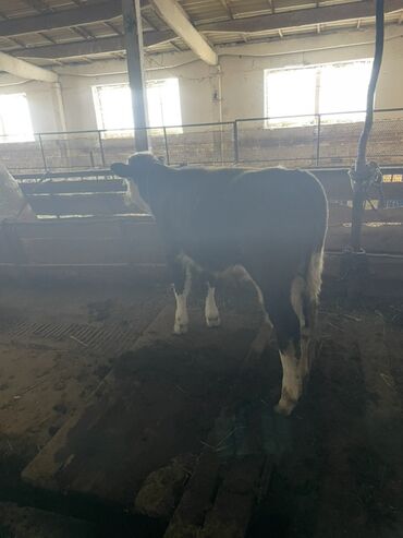 Коровы, быки: Продаю | Бык (самец) | На откорм | Привязанные