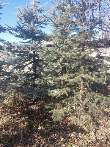 Декоративные деревья: Саженцы деревьев: Ели — 4