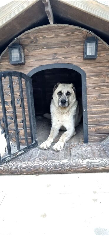 bakida it barinagi: Bu yayda almışıq,ona qöre deməy olar,işlənilməyib.Sort ağacdan,möhkəm