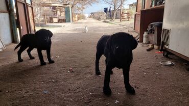 labrador balasi in Azərbaycan | İTLƏR: Labrador 1i 400