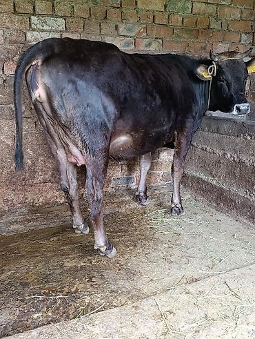 Коровы, быки: Продаю | Корова (самка) — 13