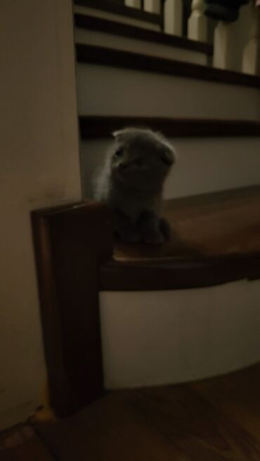 Pişiklər: Şotland yastı qulaq — 1