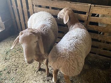 Продам с/х животных: Продаю | Баран (самец) | Полукровка, Арашан | На забой, Для разведения | Племенные, Осеменитель — 3