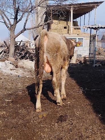 Коровы, быки: Продаю | Бык (самец) | Швицкая, Полукровка | Для разведения | Осеменитель — 11
