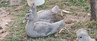 akvarium satisi: Dişi, | Lal ördək, Damazlıq — 6