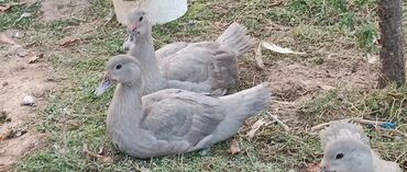 satiliq inekler: Lavanda lal ördek balaları satılır . qan deyişimi ücun erkəylee