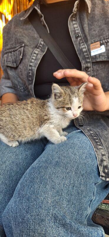 кошка котенок: Кошка даром: Беспородная, 1 месяц, Девочка