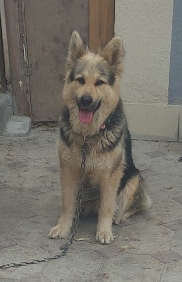 pitbul itler: Alman çoban iti, 1 il, Dişi, Ünvandan götürmə