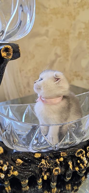 ragdoll pisik: Şınşıla cins pişiklər həm dişi həm erkek . öz pişiyimin balalarıdı — 2