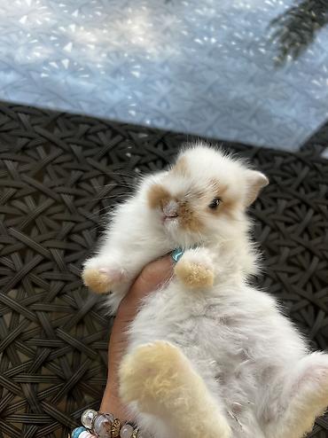 Dovşanlar: 1 aylıq balaca🐰 İki dovşan götürsəniz, bir-birlərinə yoldaş olarlar — 1