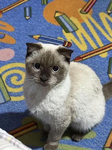 мейн кун кошка цена: Скотиш Фолд (Шотландская вислоухая), 5 месяцев, Девочка, Приучена к лотку — 3