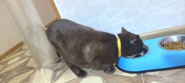 Pişiklər: Britan, Erkək, Yaxşı əllərə, Ünvandan götürmə — 3