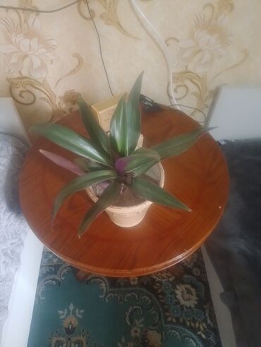 где купить туи дёшево: Все цветы по 100 сом
листайте фото
находится в Лебединовке