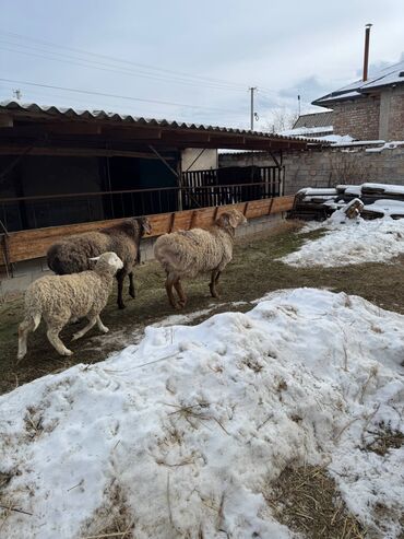 Баран, овца: Продаю | Овца (самка) | Полукровка | Для разведения | Племенные — 11