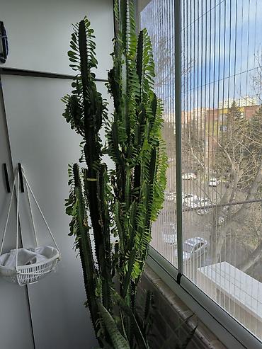 pelarqoniya bitkisi: Evdaxili iri dekorativ sukulent – Euphorbia trigona (Afrika südqüdəsi) — 2