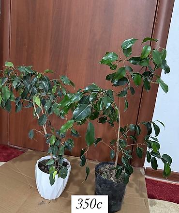 Бөлмө өсүмдүктөрү: Комнатные цветы оптом и в розницу — 10