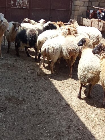 qoyun qala: Dişi, Qala, il: 3, 55 kq, Ətlik, Pulsuz çatdırılma