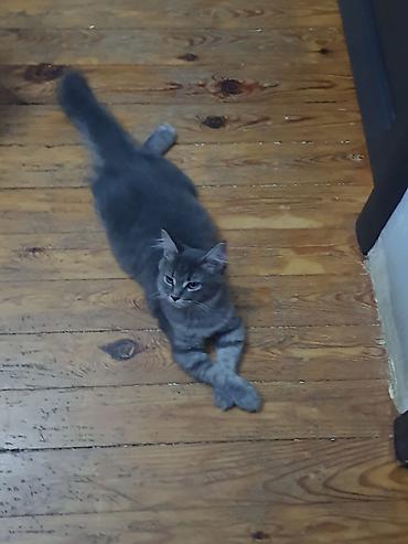 maine coon azerbaycan: МЕЙНКУН ДЕВОЧКА!!!! 2 МЕСЯЦА, ПРИУЧЕНА К ЛОТКУ,ЛАСКОВАЯ, ДОМАШНЯЯ — 5