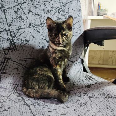 Отдам даром кошку: Кошка даром: Беспородная, 2 месяца, Девочка, Приучена к лотку