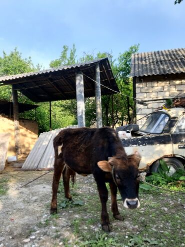 Dana, buzov: Dana, buzov, Dişi, ay: 7, Ətlik, Damazlıq, Südlük, Ünvandan götürmə