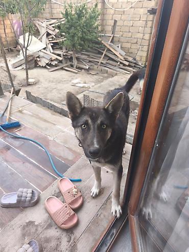 barter itlə: Itlə bağlı elan - Növ: orta/iri ölçülü it - R Şəkillərdə görünən it — 1