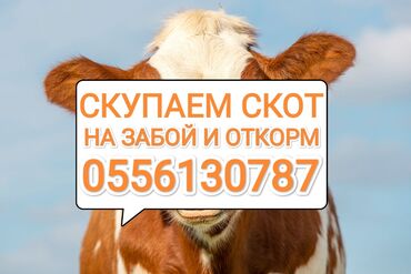 скот обмен: Куплю | Коровы, быки, Лошади, кони, Другие с/х животные | Круглосуточно, Любое состояние, Забитый