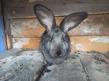 Кролики: Продаю | Кролик самец at lalafo.kg — 5 Кролики: Продаю | Кролик самец — 5