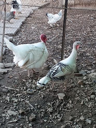 Индюки: Продаю | Индюшка (самка), Индюк (самец) | Полукровка | На забой, Для разведения | Племенные — 1