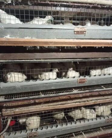 Bildirçin: Satışda Ətlik damazlıq 180 . 200 qram və bala Texas sortu — 5