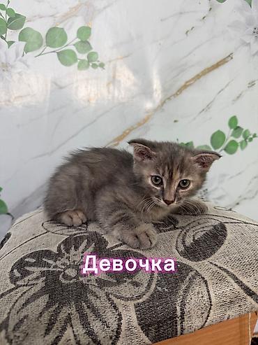 собаки мальтипу: Скотиш Фолд (Шотландская вислоухая), 2 месяца, Девочка, Приучена к лотку — 1