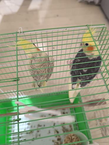 Qəfəslər: Məhsul: Nimfa paxuxa (cockatiel) cütü və qəfəs Təsvir: - İki ədəd — 3
