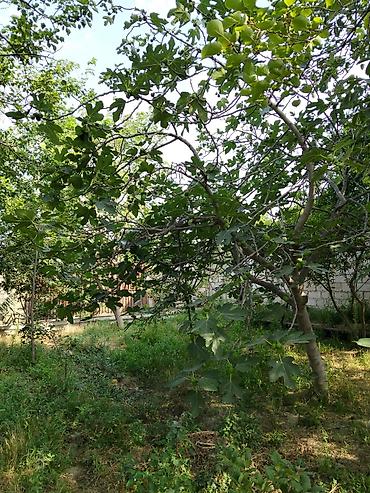 ambiyans ışığı: Bakı sumqayt yol qırağı 4 sot torpaq sahəsi icinde hər meyvə agaclari — 7