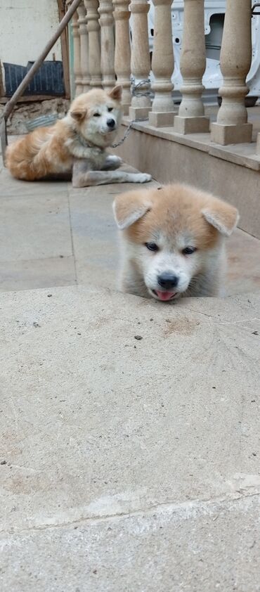 it alıram: Akita-inu, 2 ay, Erkek, Ödənişli çatdırılma