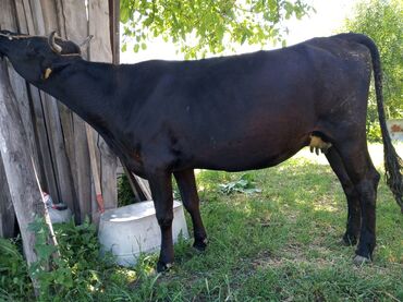 швиц быки: Продаю | Корова (самка) | Алатауская | Для молока | Искусственник